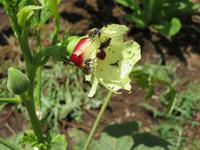 Spaziergang Kaffee-Plantage -