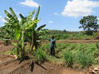 Spaziergang Kaffee-Plantage -  Bananen