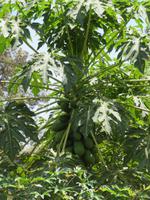 Spaziergang Kaffee-Plantage - Papaya