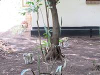 Moivaro Coffee Plantation Lodge - Meerkatzen