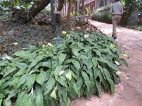 Wanderung um den Dulutisee - das sind bei uns Topfpflanzen