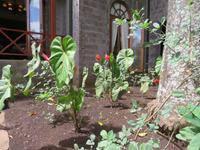 Wanderung um den Dulutisee - das sind bei uns Topfpflanzen