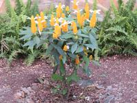 Wanderung um den Dulutisee - das sind bei uns Topfpflanzen