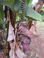 Wanderung um den Dulutisee - Bananenpflanze