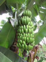 Wanderung um den Dulutisee - Bananenpflanze