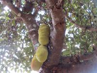 Wanderung um den Dulutisee - Jackfrucht