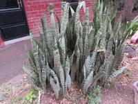 Wanderung um den Dulutisee - auch das sind bei uns Zimmerpflanzen