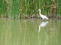 Wanderung um den Dulutisee - Reiher