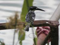 Wanderung um den Dulutisee - afrikanischer Eisvogel