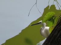 Wanderung um den Dulutisee - Reiher