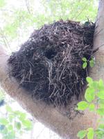 Wanderung um den Dulutisee - Nest vom Hammerkopfvogel