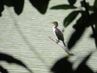 Wanderung um den Dulutisee - Komoran