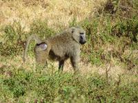 Arusha-Nationalpark - Pavian