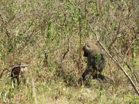 Arusha-Nationalpark - Paviane