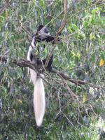 Arusha-Nationalpark - Colobus-Affen