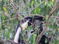 Arusha-Nationalpark - Colobus-Affen