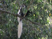 Arusha-Nationalpark - Colobus-Affen