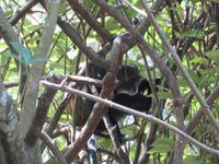 Arusha-Nationalpark - Meerkatze