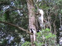 Arusha-Nationalpark - Colobus-Affen
