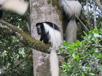 Arusha-Nationalpark - Colobus-Affen