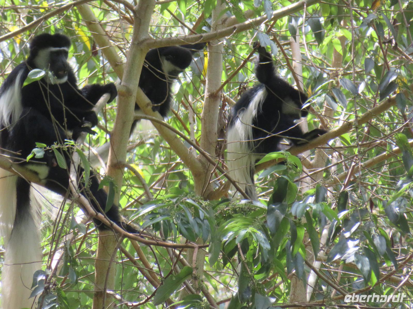 Arusha-Nationalpark - Colobus-Affen