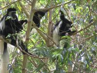 Arusha-Nationalpark - Colobus-Affen