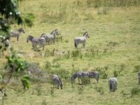Arusha-Nationalpark - Zebras