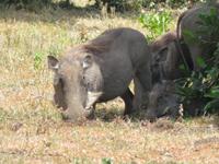 Arusha-Nationalpark - Warzenscheine