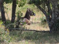 Arusha-Nationalpark -Wasserbock