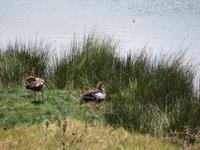 Arusha-Nationalpark - Ägypten-Gänse