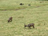 Arusha-Nationalpark - Warzenscheine und Wasserböcke