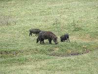 Arusha-Nationalpark - Warzenscheine