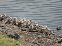 Arusha-Nationalpark - Momollasee - Enten