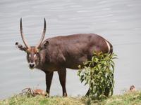 Arusha-Nationalpark - Momollasee - Wasserbock