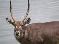 Arusha-Nationalpark - Momollasee - Wasserbock