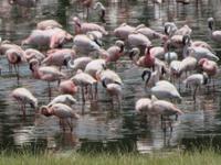 Arusha-Nationalpark - Momollasee - Flamingos
