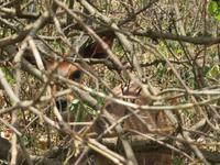 Arusha-Nationalpark - Steinböckchen