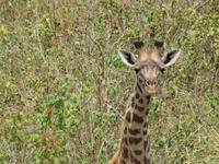 Arusha-Nationalpark - Giraffe