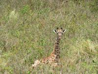 Arusha-Nationalpark - Giraffe