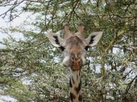 Arusha-Nationalpark - Giraffe mit dicken Backen