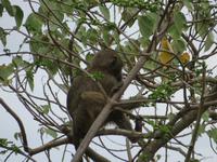 Arusha-Nationalpark - Grüne Meerkatze
