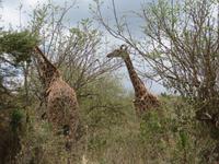 Arusha-Nationalpark - Giraffen