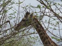 Arusha-Nationalpark - Giraffe
