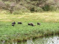 Arusha-Nationalpark - Warzenschweine