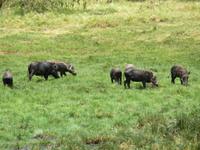 Arusha-Nationalpark - Warzenschweine