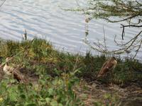 Arusha-Nationalpark - Ägypten-Gänse