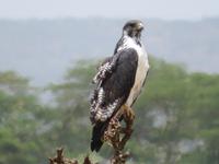 Arusha-Nationalpark - Augurbussard