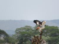 Arusha-Nationalpark - Augurbussard