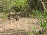 Arusha-Nationalpark - Paviane