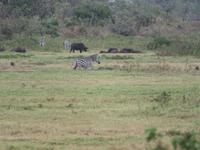 Arusha-Nationalpark - Büffel und Zebras